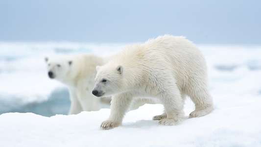 Polar Bear - Backdrops