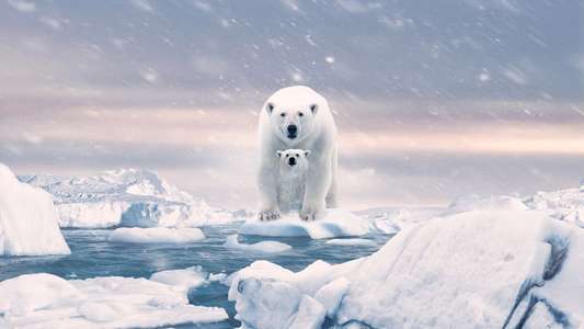 Polar Bear - Backdrops
