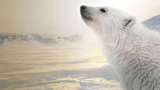 Polar Bear - Backdrops