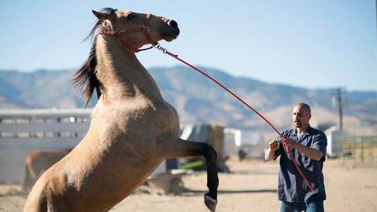 The Mustang - Backdrops