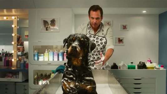 Show Dogs - Backdrop