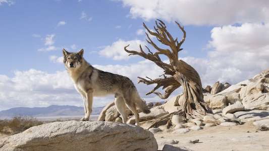 Alpha - Backdrops