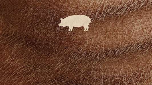 Pig - Backdrop