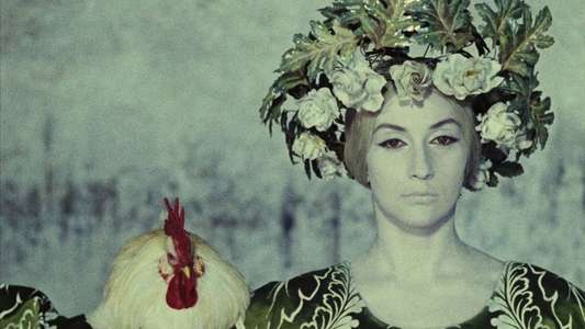 The Color of Pomegranates - Backdrop