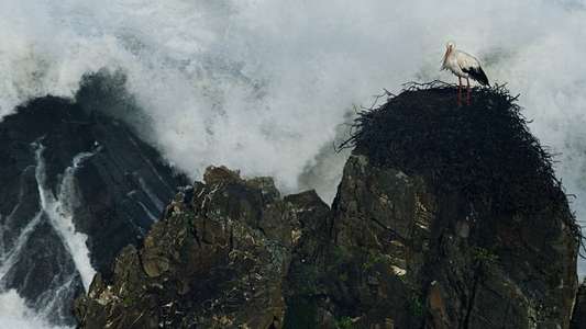 Wild Portugal - Backdrops