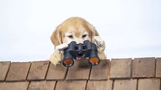 Cats & Dogs 3: Paws Unite - Backdrop