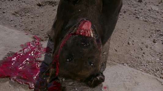 El gran perro muerto - Backdrop
