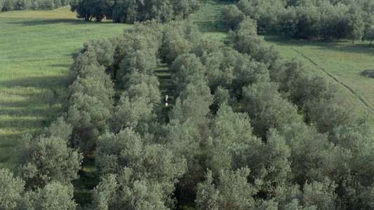 Through the Olive Trees - Backdrop