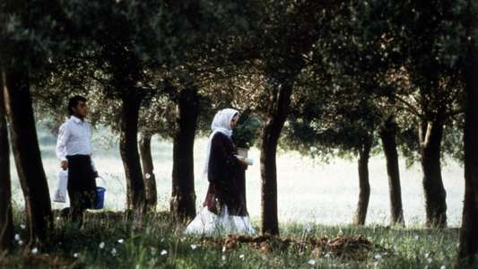 Through the Olive Trees - Backdrop