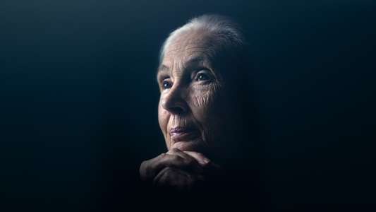 Jane Goodall: The Hope - Backdrops