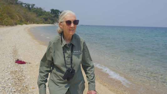 Jane Goodall: The Hope - Backdrops