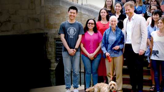 Jane Goodall: The Hope - Backdrops