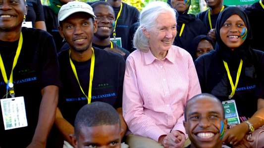 Jane Goodall: The Hope - Backdrops