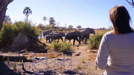 In the Footsteps of Elephant - Backdrops