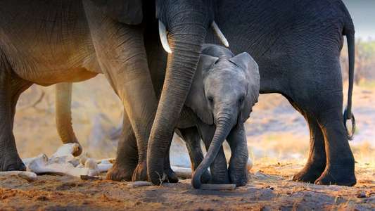 In the Footsteps of Elephant - Backdrops