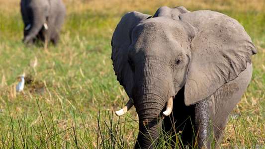 In the Footsteps of Elephant - Backdrops