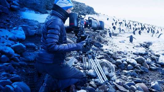 Penguins: Life on the Edge - Backdrops