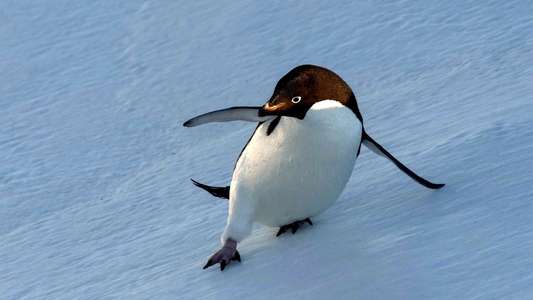 Penguins: Life on the Edge - Backdrops
