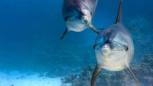 Dolphins - Backdrops