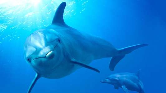 Dolphins - Backdrops