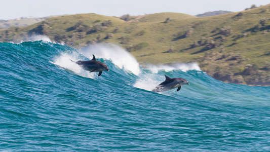 Dolphins - Backdrops