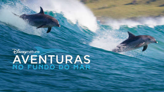 Dolphins - Backdrops