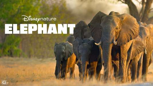Elephant - Backdrops