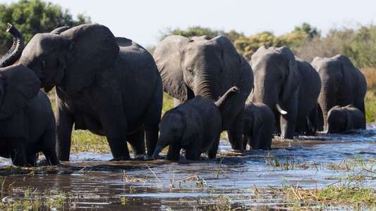 Elephant - Backdrops