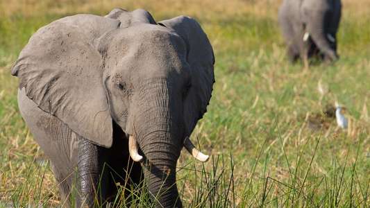 Elephant - Backdrops