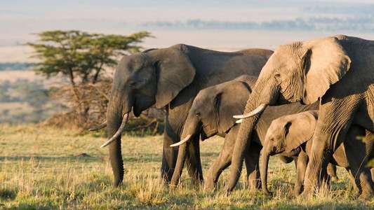 Elephant - Backdrops