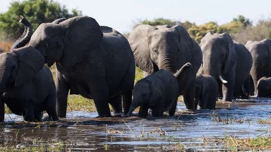 Elephant - Backdrops
