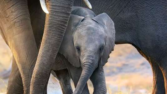 Elephant - Backdrops