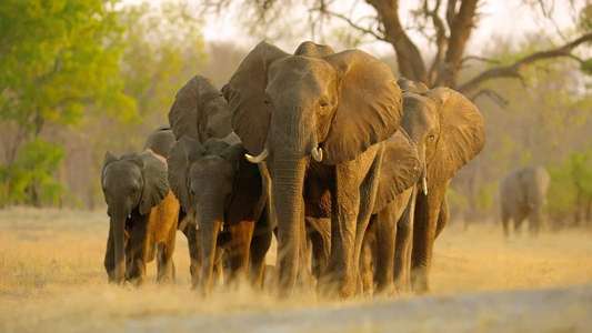 Elephant - Backdrops