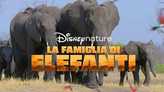 Elephant - Backdrops