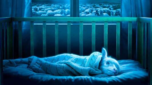 Lamb - Backdrop