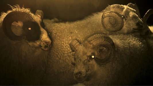 Lamb - Backdrop