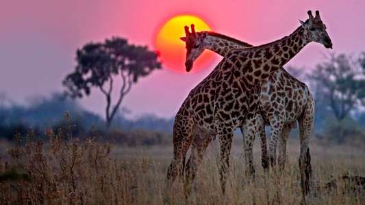 Okavango: River of Dreams - Backdrops