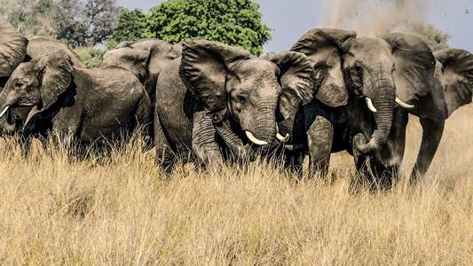 Okavango: River of Dreams - Backdrops