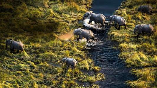 Okavango: River of Dreams - Backdrops