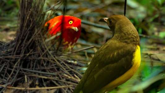 Dancing with the Birds - Backdrops