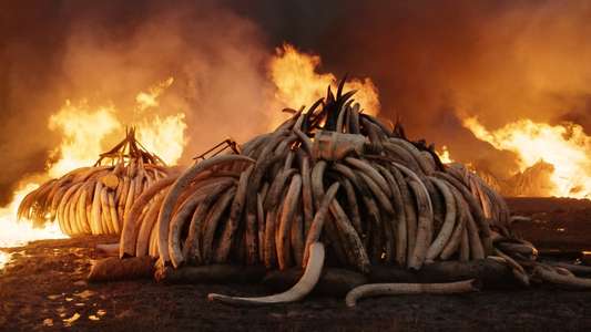 Anthropocene: The Human Epoch - Backdrop
