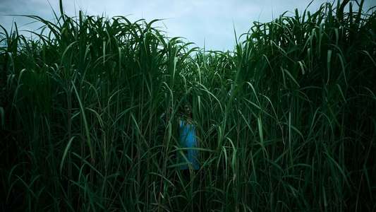 In the Tall Grass - Backdrop