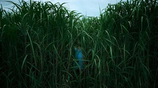 In the Tall Grass - Backdrop