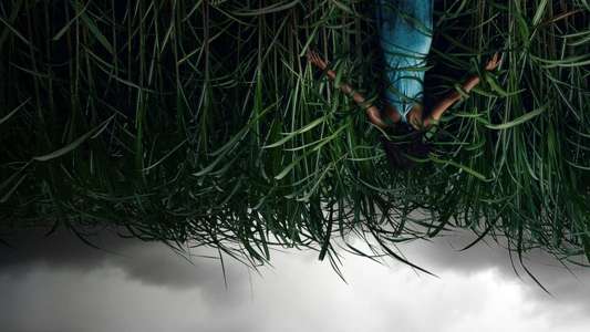 In the Tall Grass - Backdrop