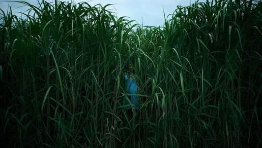 In the Tall Grass - Backdrop