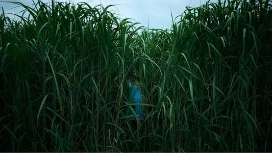 In the Tall Grass - Backdrop