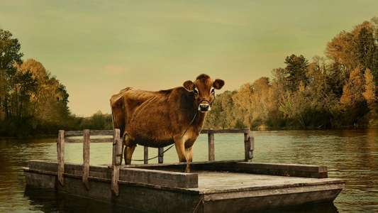 First Cow - Backdrop