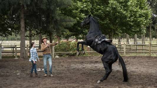 Black Beauty - Backdrops