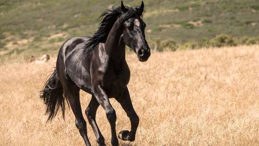 Black Beauty - Backdrops