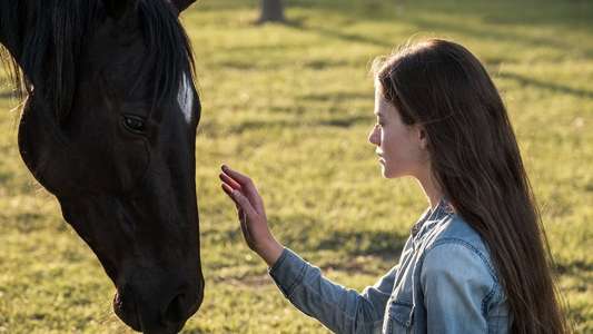 Black Beauty - Backdrops